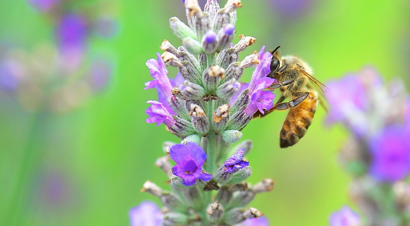 fragility, unitedstates, honeybee, California, animal wildlife, pollinator, Macro, pollination, freshness, LaCanadaFlintridge, beauty in nature, Focus