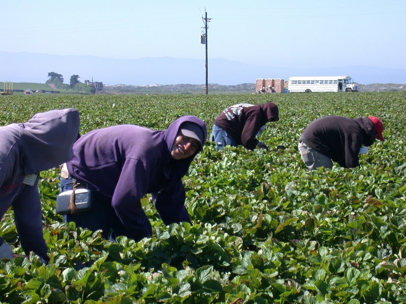 latinos, outdoors, ingathering, vegetables, leafy, young adult, occupation, hardwork, real people, lifestyles, green, 1080P, agriculture, day, strawberry