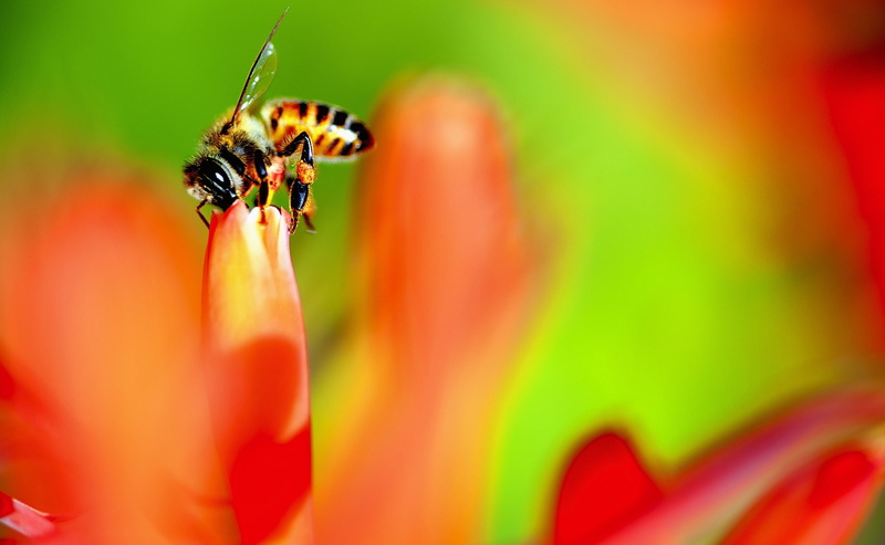 Busy, Animals, Colors, nikon, collecting, Nectar, Nature, 2K, bee, Focus, flora, Vivid, pollinator, Plant, pollen, Working, wildlife, micro, Insect, hardworking
