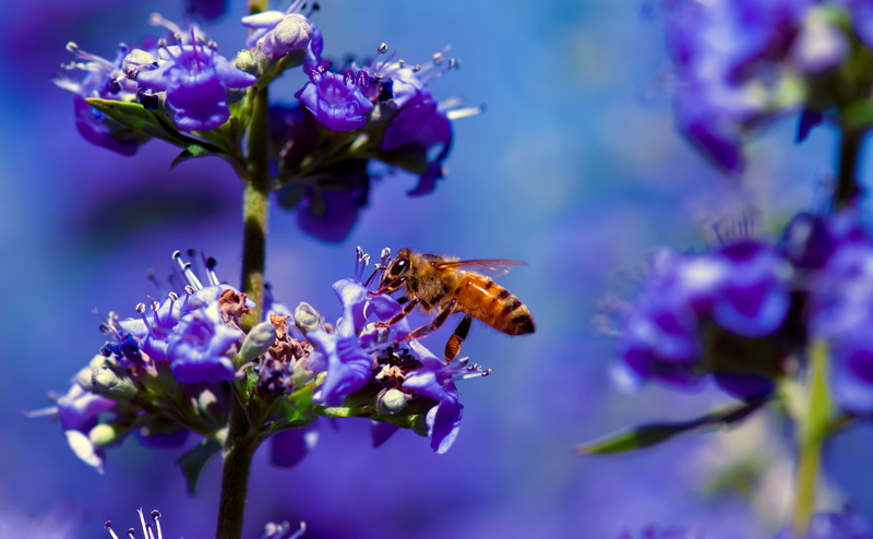 4K, beauty in nature, Busy, animal, animal themes, lavender, Nectar, close-up, Insects, California, flora, Purple, Working, vulnerability, Photography