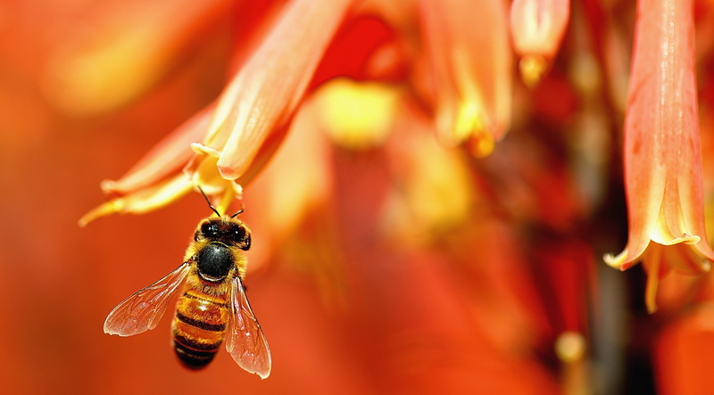 fauna, Nectar, Vivid, Closeup, wildlife, Photography, unitedstates, Focus, bee, apoidea, nikon, Animals, Insect, pollinator, losangeles, pollen, LaCanadaFlintridge