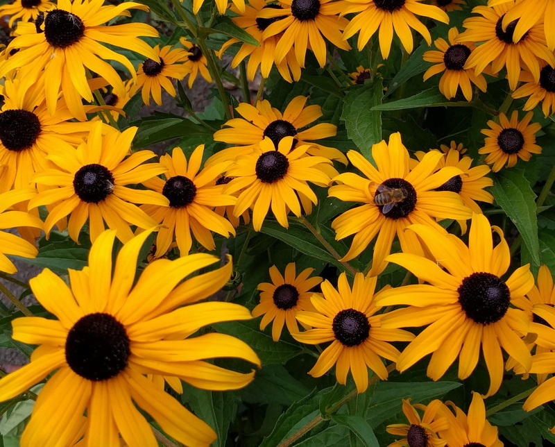 sunshine, busy bee on black-eyed susan, macro, garden, flower, pollination, perennial, vulnerability, gathering, yellow, industrious, hardworking, plant