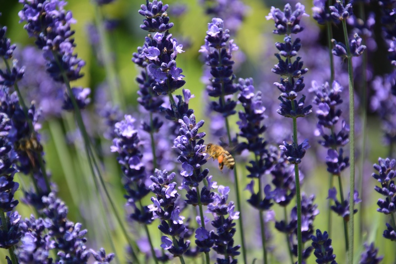 no people, 5K, lavender, herbs, bee, summer, one animal, purple, growth, insect, flowering plant, hardworking, work, opilování, invertebrate, flora, petal