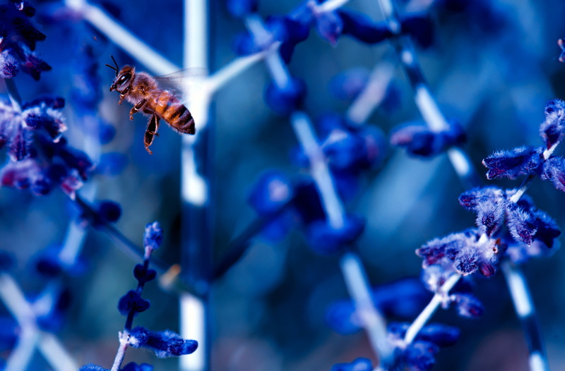 Colors, Insect, flower, freshness, animal wildlife, Blue, hovering, Contrast, flower head, 2K, Vivid, Nectar, Busy, pollinator, pollen, animals in the wild