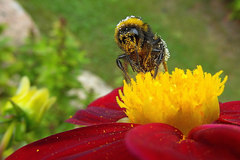 close-up, invertebrate, garden, insect, beauty in nature, sting, animals in the wild, all of the pollen, flowering plant, flower, inflorescence, flying