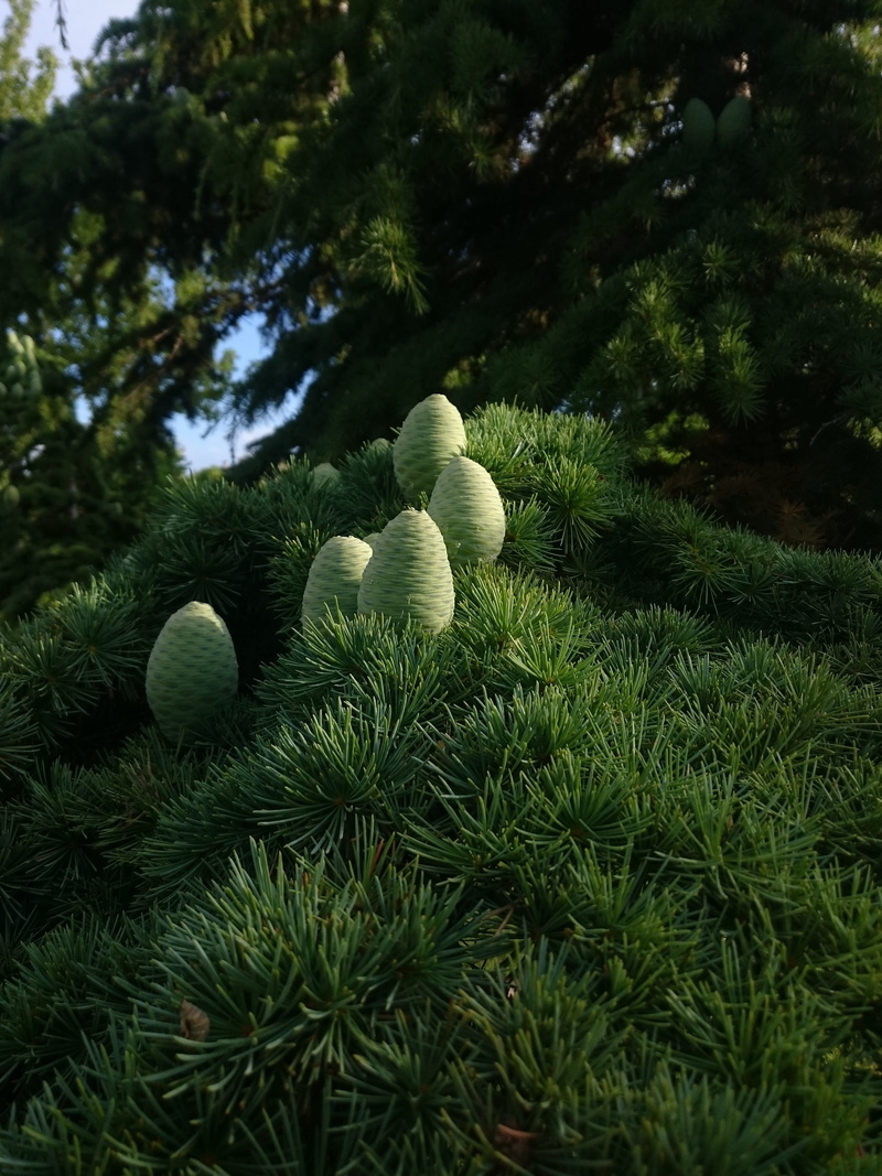 plant, field, branch, nature, day, christmas, green color, close-up, tree, christmas tree, no people, faruk, tranquility, 5K, low angle view, outdoors