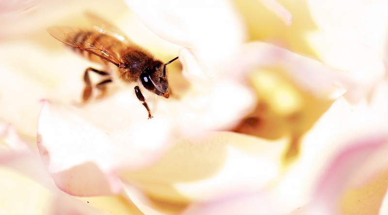 Photography, Insects, pollinator, White, nikon, flora, California, Closeup, Busy, Petals, Nature, Macro, Insect, bee, Rose, micro, Focus, Animals, honeybee
