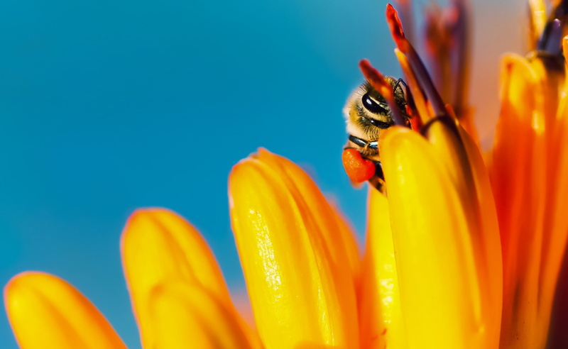 fauna, beauty in nature, California, Plant, blue background, flower head, Macro, inflorescence, invertebrate, unitedstates, orange color, Photography, Focus