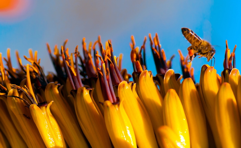 beauty in nature, hardworking, apoidea, selective focus, animal, 2K, Stamens, Vivid, Nectar, pollination, wildlife, outdoors, Plant, fauna, close-up, Photography