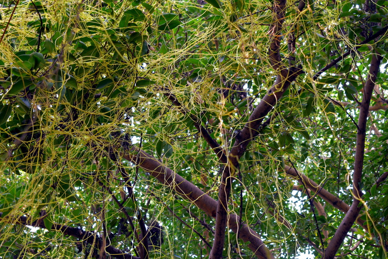 bamboo - plant, parasitic, foliage, cuscuta, forest, leaf, tranquility, entangled, 5K, dodder climber, green color, branch, growth, animal wildlife, no people