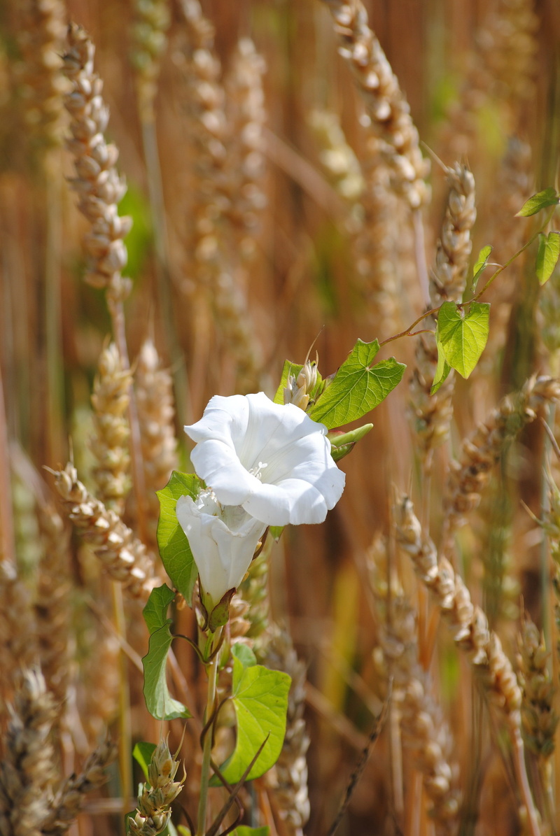 close-up, spike, nature, wheat, land, climber plant, day, fragility, inflorescence, petal, flower, growth, plant, beauty in nature, white, selective focus
