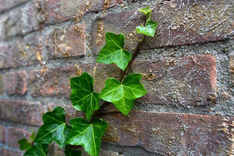 close-up, green color, green, nature, wall - building feature, plant, brick, climber, creeper, textured, 5K, brick wall, leaf, growth, creeper plant, no people
