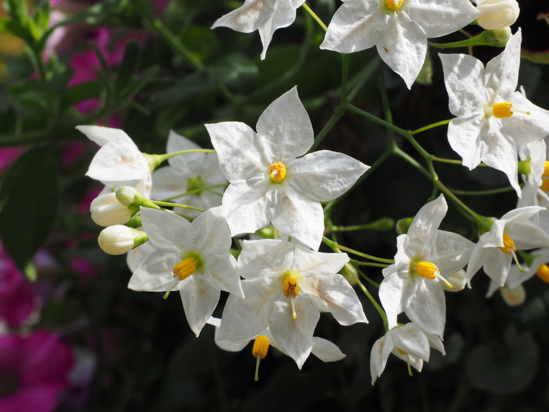 nature, flowers, nightshade, white, solanum jasminoides, fragility, springtime, flowering plant, container plant, jasmin-solanum, no people, selective focus
