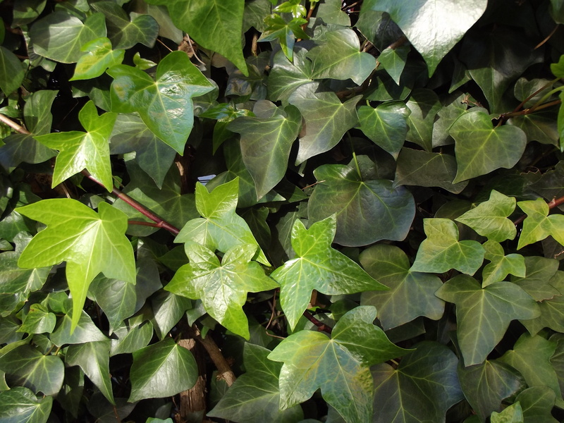 nature, high angle view, land, freshness, beauty in nature, ivy leaves, sunlight, backgrounds, plant part, full frame, green color, climber, plant, no people