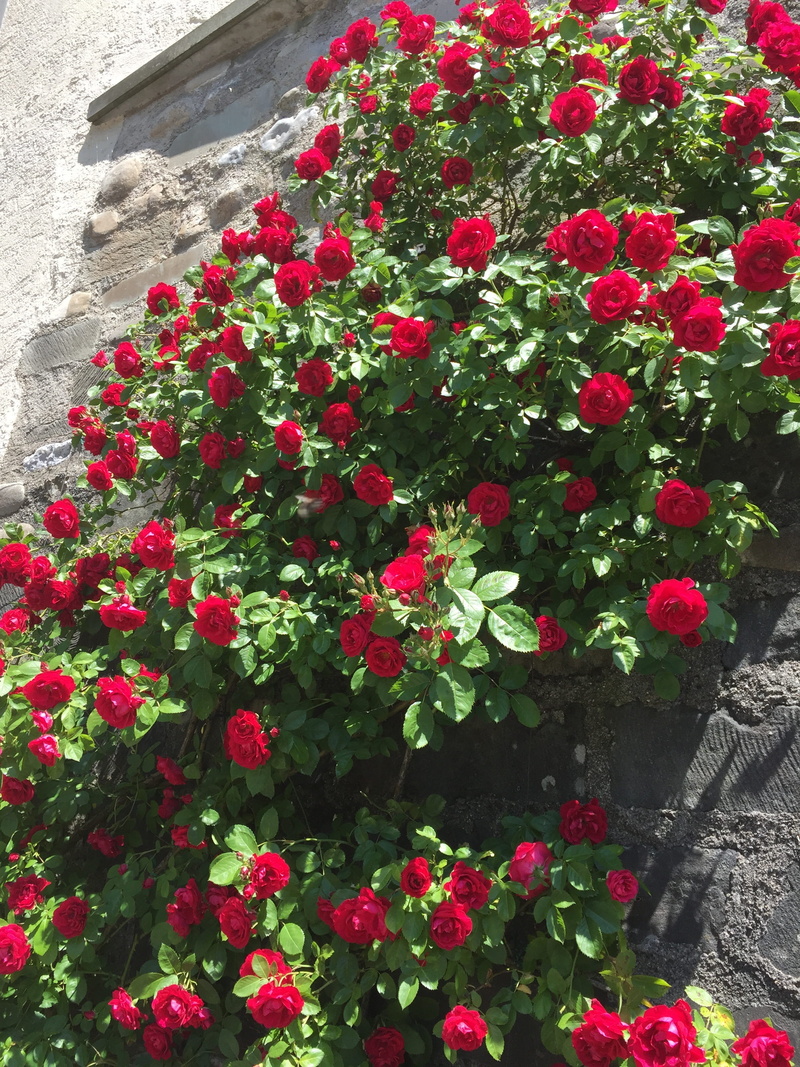 petal, pink color, home, architecture, flower head, built structure, beauty in nature, Flowers, red, growth, fragility, Entwine, outdoors, 2K, day, close-up