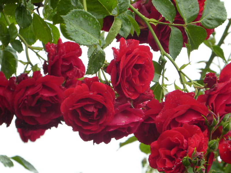 rose - Flower, romance, dews, roses, filled, flower arrangement, plant, beauty in nature, freshness, 4K, flower head, rose, entwine, love, rose trellis