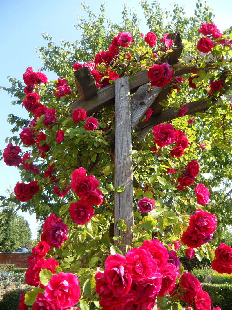 flowers, nature, ranke, flowering plant, springtime, roses, fence, freshness, red, no people, pink color, outdoors, fragrance, 4K, growth, entwine, rose