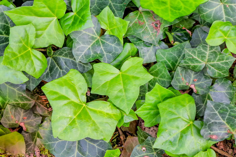 full frame, backgrounds, growth, garden, fouling, leaf, freshness, food and drink, no people, rank growths, 2K, leaves, common ivy, plant, green, water