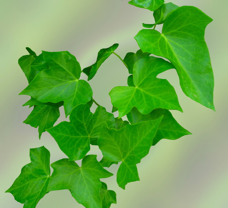 green, white background, no people, entwine, tree, devil, studio shot, plant part, hedera helix, leaf vein, vulnerability, ivy, climber, s, growth, freshness