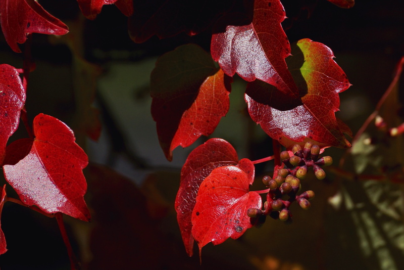 food and drink, plant part, wild, flower, red vine leaves, leaves, plant, grape crop, emerge, entwine, growth, light, leaf, climber, 4K, lichtspiel, nature