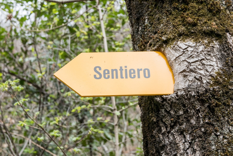 communication, direction, ingrowing, trunk, forest, message, text, outdoors, entwined, western script, focus on foreground, plant, information, close-up