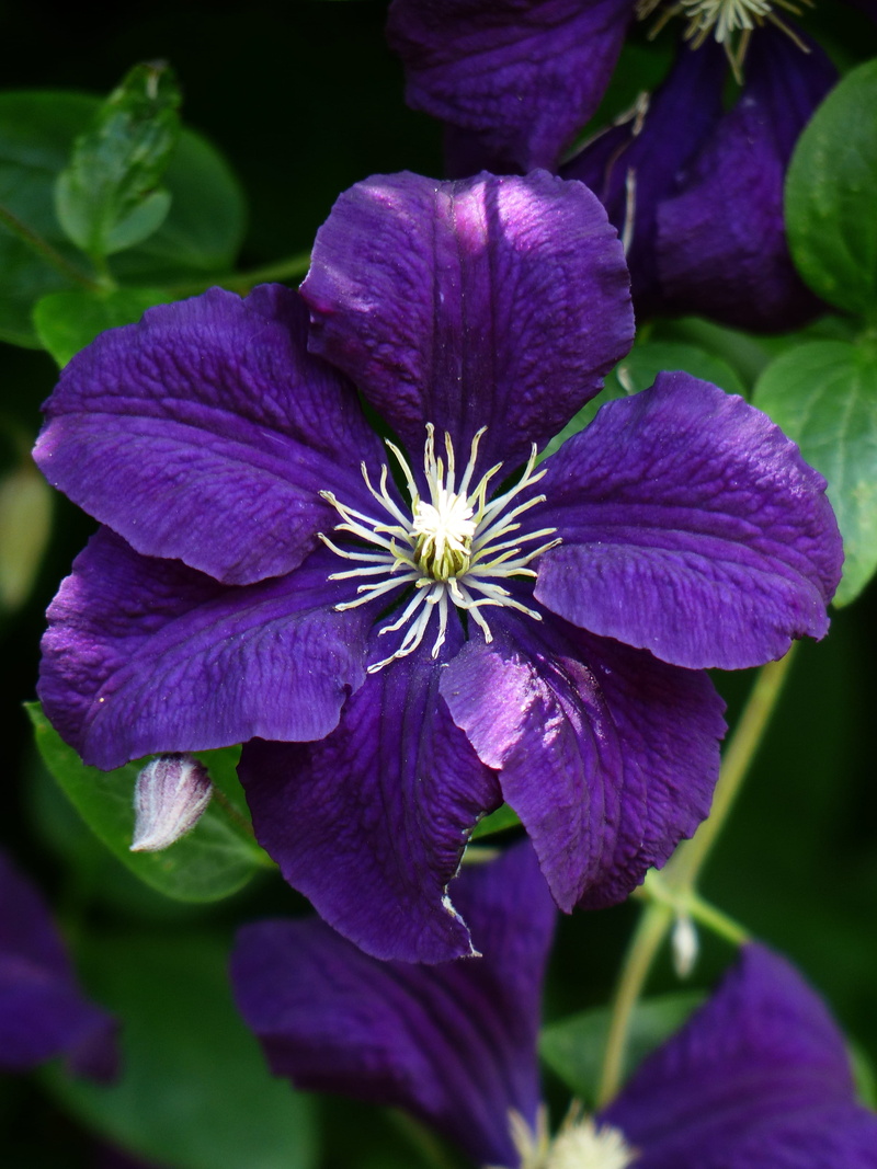 beauty in nature, focus on foreground, botany, plant, growth, no people, Bloom, dark purple, plant part, Flower, nature, hahnenfußgewächs, flower head