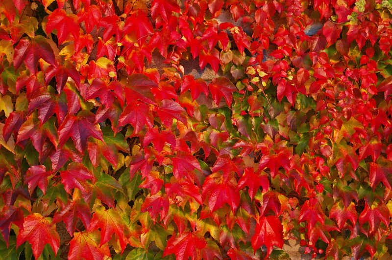 golden autumn, autumn, nature, garden, discoloration, autumn garden, october, colorful leaves, orange, fall color, leaf, fragility, evening sun, plant