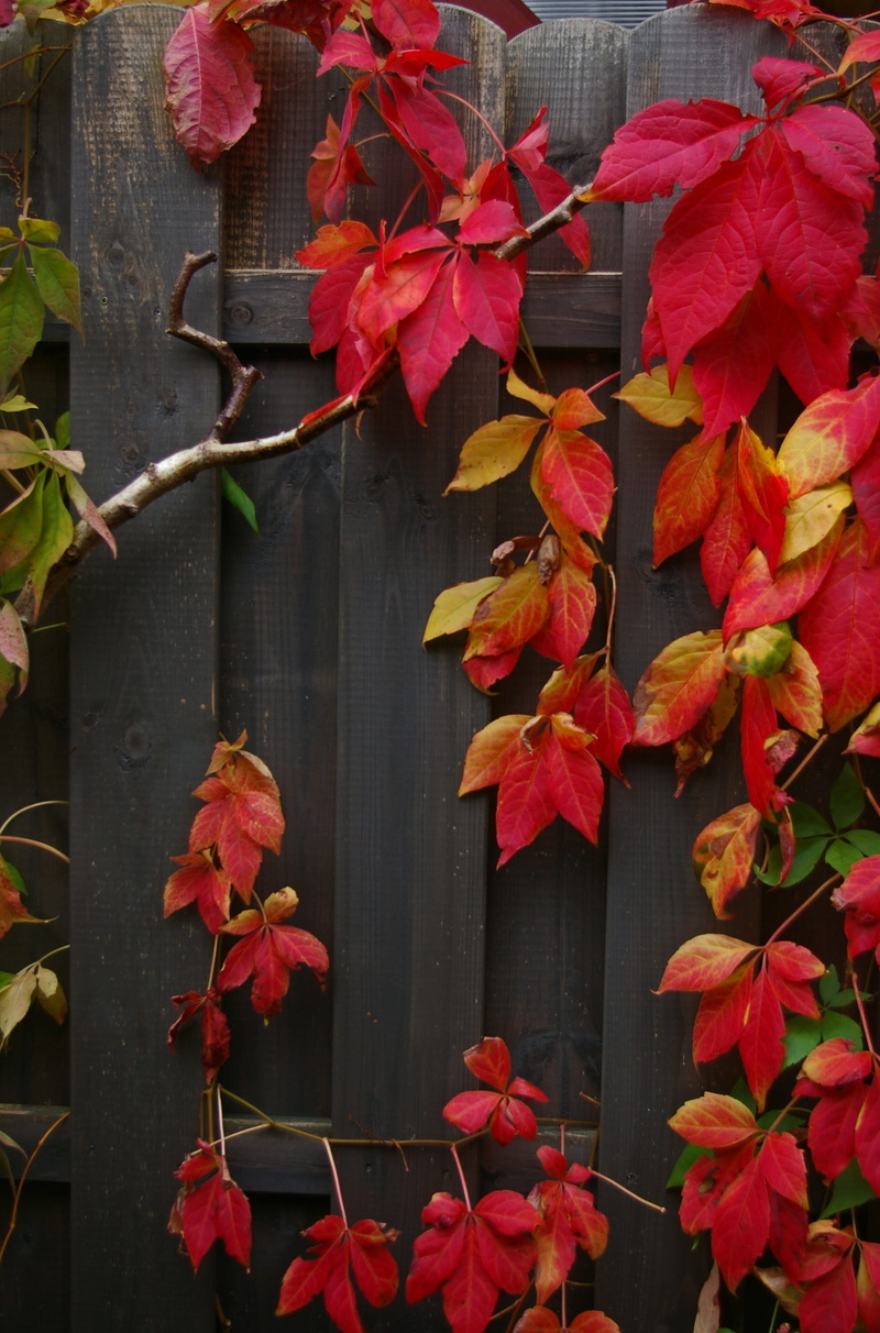 maple leaf, wood - material, red vine leaves, colorful leaves, vine, entwine, fall foliage, privacy, leaf, high angle view, wood fence, autumn colours