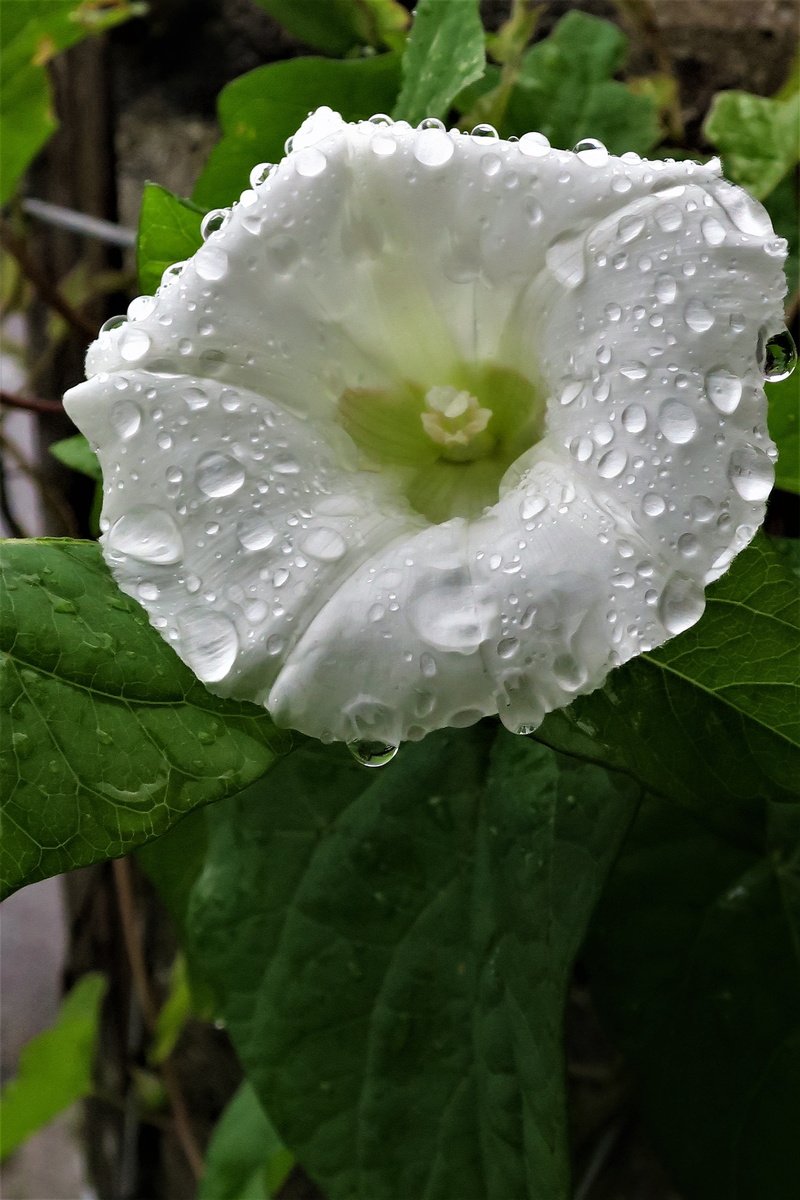 flower head, springtime, flowering plant, blossom, weed, rainy season, rain, purity, creeper, petal, plant part, vulnerability, climber, leaf, grow, bloom