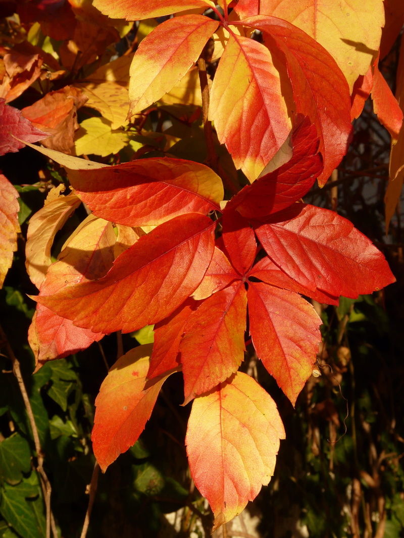 wine partner, leaves, leaf, orange color, wild, maple leaf, outdoors, red, natural condition, no people, autumn colours, plant, vulnerability, facade green
