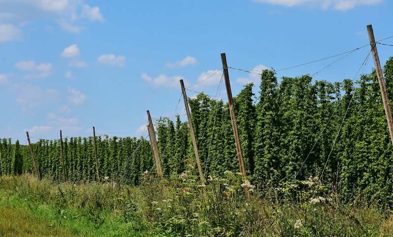 hallertau, tranquility, umbel, entwine, growing area, plant, growth, cannabaceae, landscape, agriculture, hop garden, field, green color, rural scene, hop vines