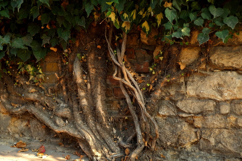 Leaves, home, animal themes, entwine, Green, incomplete, close-up, Plant, tree trunk, ivy hedge, wall, thick root, ivy leaves, forest, plant part, beauty in nature