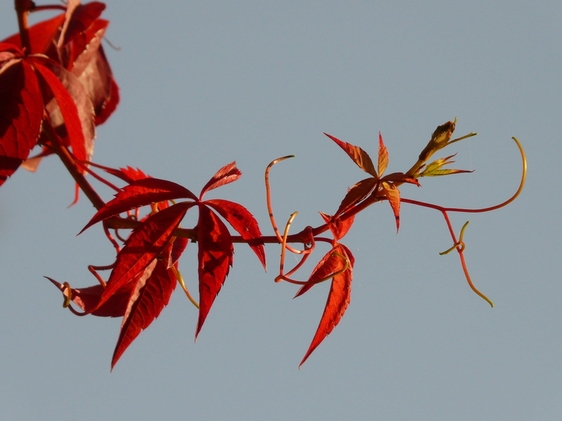 wine, whip vine, nature, natural condition, grape crop, orange color, change, facade green, vines, shoots, maple tree, wild, sky, 2K, plant, autumn, vitis