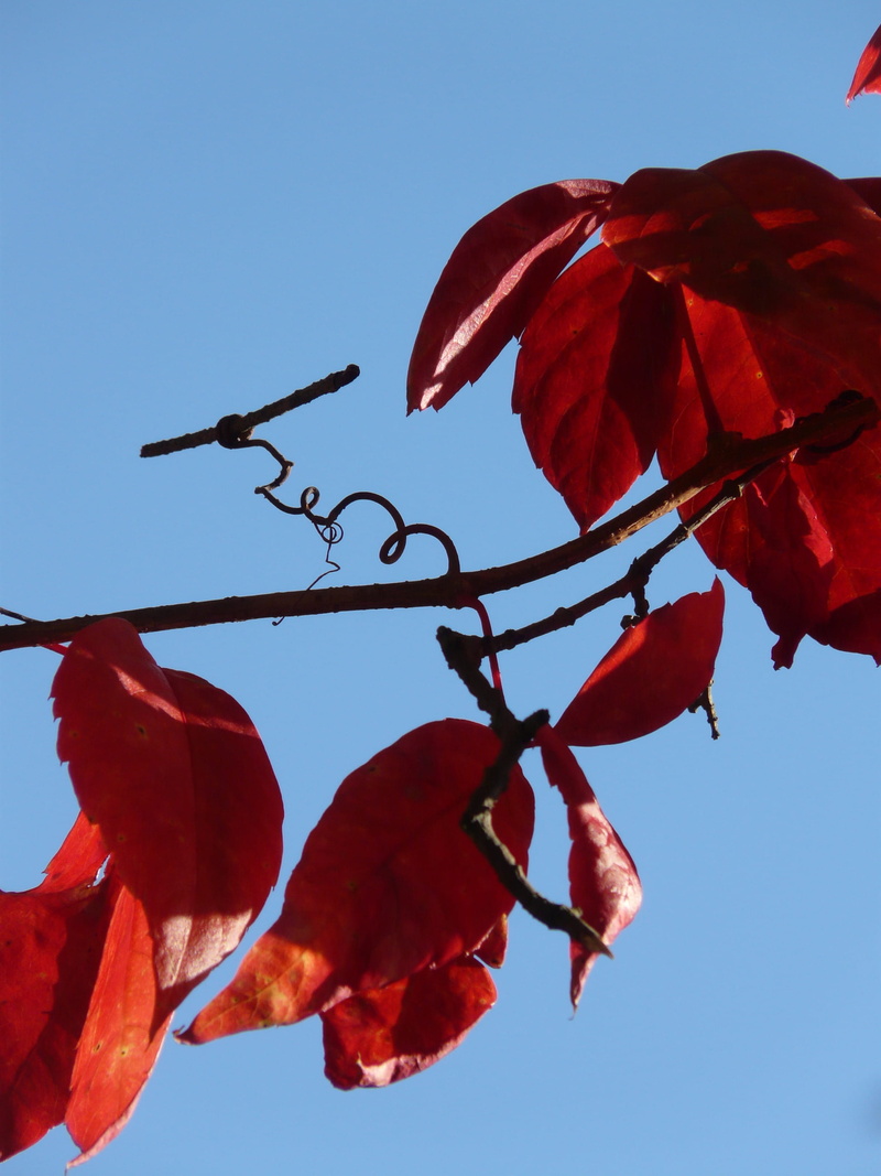vinifera, entwine, close-up, leaves, low angle view, tree, flowering plant, vines, day, beauty in nature, corkscrew, rank growths, growth, freshness, flower