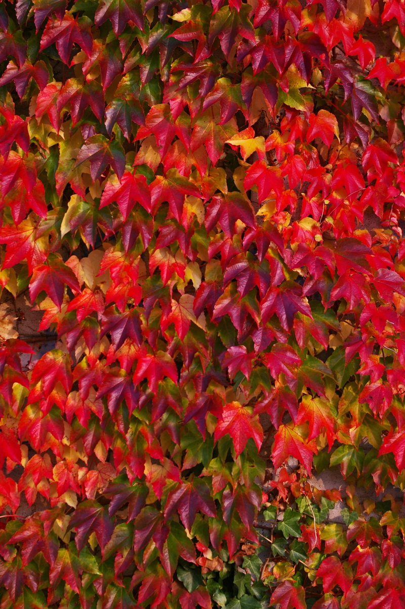 backgrounds, climber, wine partner, flowering plant, wild grape vine, privacy, abundance, 2K, nature, fall color, full frame, flower, colorful, green