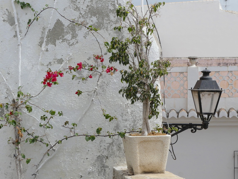spain, 2K, green plant, tree, lighting equipment, potted plant, no people, beauty in nature, outdoors, electric lamp, plant, fragility, nature, climber