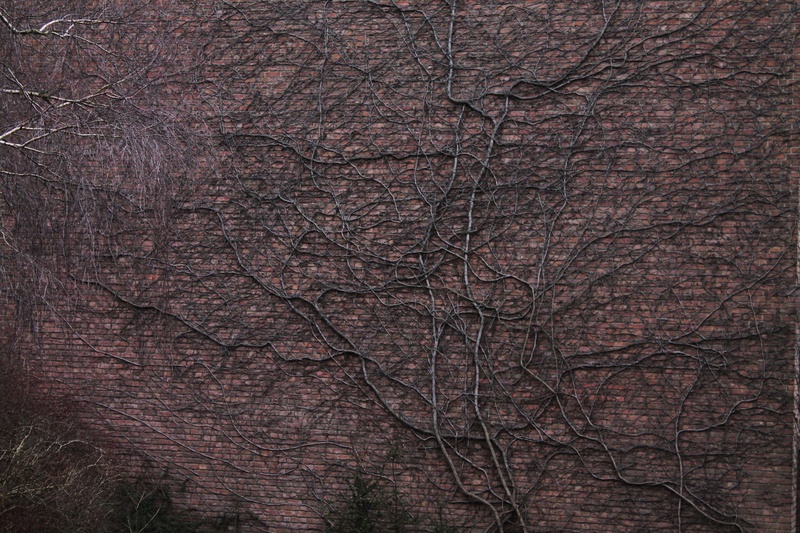 background, 1080P, wall, pattern, branch, no people, textured, roots, beauty in nature, land, plant, growth, non-urban scene, nature, tree, tree trunk