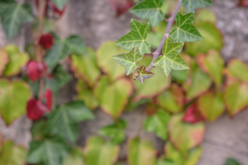 green, land, high angle view, day, plant, october, freshness, nature, fruit, leaf, golden autumn, no people, focus on foreground, plant part, food, entwine