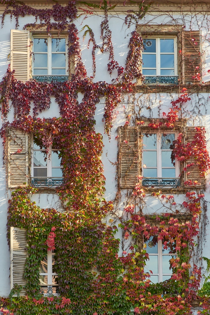 building, green, flower, vine leaves, built structure, house, low angle view, property, ruin, vines, 2K, red, autumn, climber, outdoors, home, aesthetic