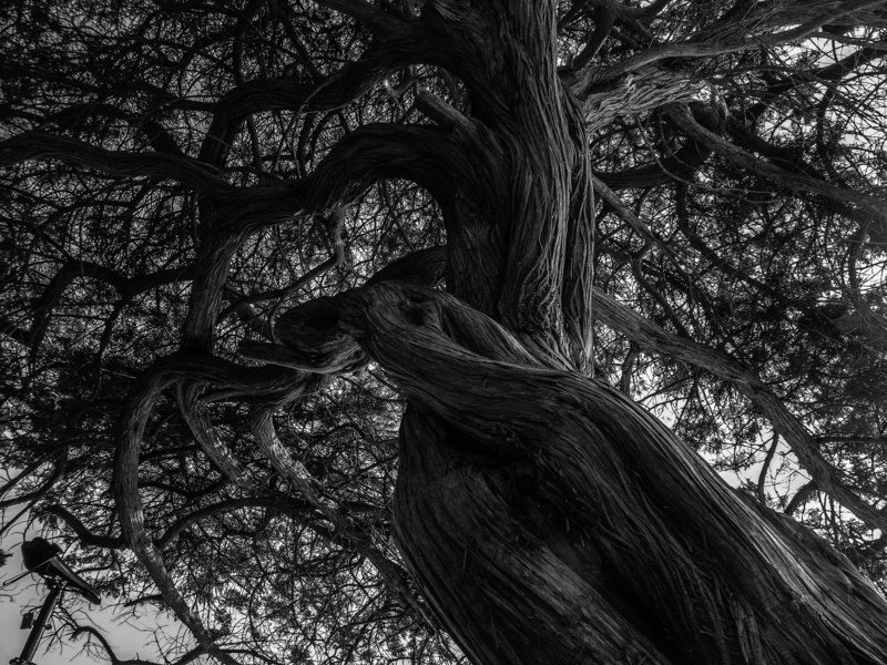 black and white, silent, landscape, sky, long hair, land, no people, growth, sardinia, tree trunk, plant part, hairstyle, nature, old, hair, silhouette