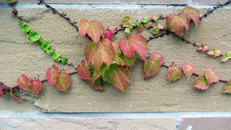 entwine, outdoors, green color, beauty in nature, 4K, nature, climber, leaf, plant, ivy, no people, leaves, autumn, built structure, high angle view, change