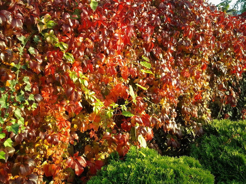 season, orange color, entwine, no people, fall foliage, leaf, tranquility, day, field, plant part, full frame, 1080P, wine, plant, ivy, beauty in nature