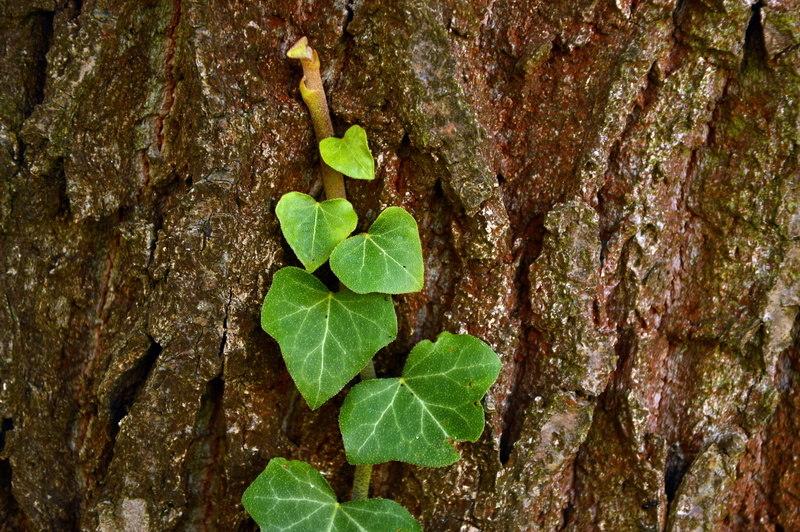 live, wood, focus on foreground, day, tree trunk, freshness, textured, overgrow, hedera, entwine, close-up, nature, common ivy, growth, climber plant, plant
