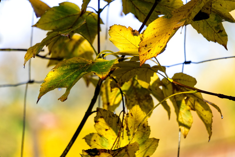 leaves, close up, tree, tranquility, beauty in nature, change, fence, plant part, close-up, plant, yellow, fall foliage, maple leaf, natural, nature, entwine