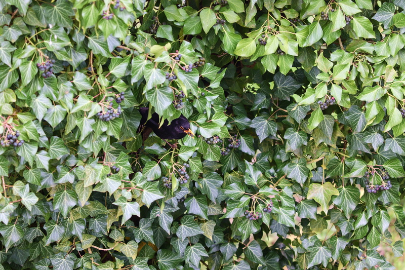 tree, camouflage, plant, hiding place, growth, protection, nature, ivy berries, beauty in nature, spring, one animal, foliage, outdoors, ivy bush, songbird
