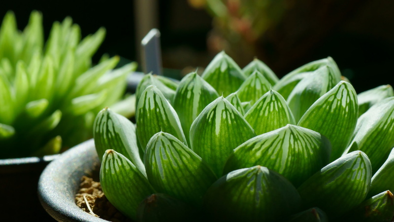 2K, vegetable, focus on foreground, growth, succulent plant, selective focus, healthy eating, plant, nature, plants, beauty in nature, plant part, flowerpot
