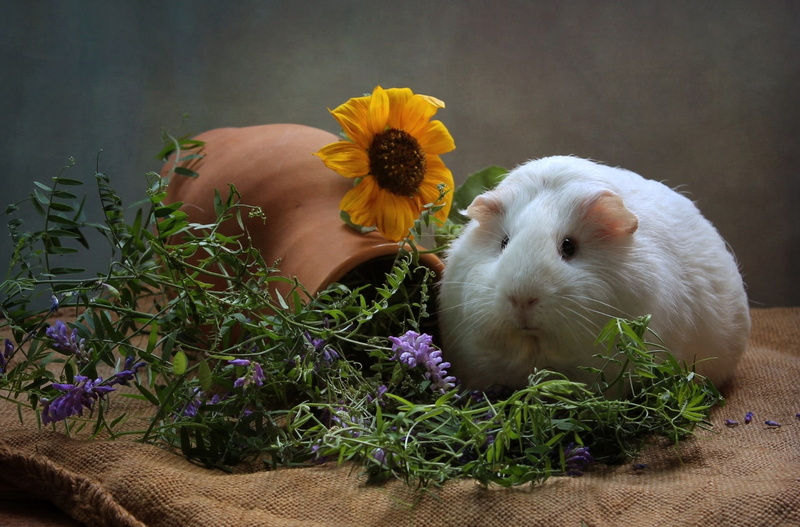 wisteria, domestic, beauty in nature, flower head, vulnerability, plant, mammals, sunflowers, guinea pigs, flower, growth, domestic animals, animal, rodent