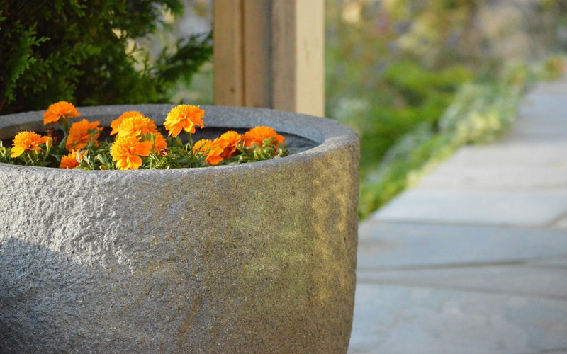no people, focus on foreground, flowerpot, natural light, flower, vulnerability, fragility, sunlight, flower pot, footpath, petal, inflorescence, beauty in nature