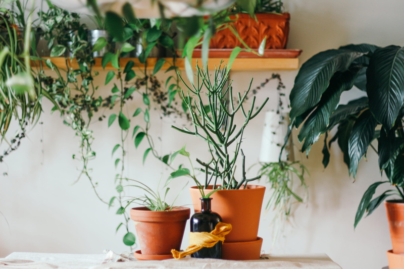 houseplant, domestic room, terracottum, interior decor, pot, greenery, close-up, brown, green thumb, two, living room, day, leafed, potted plant, indoors