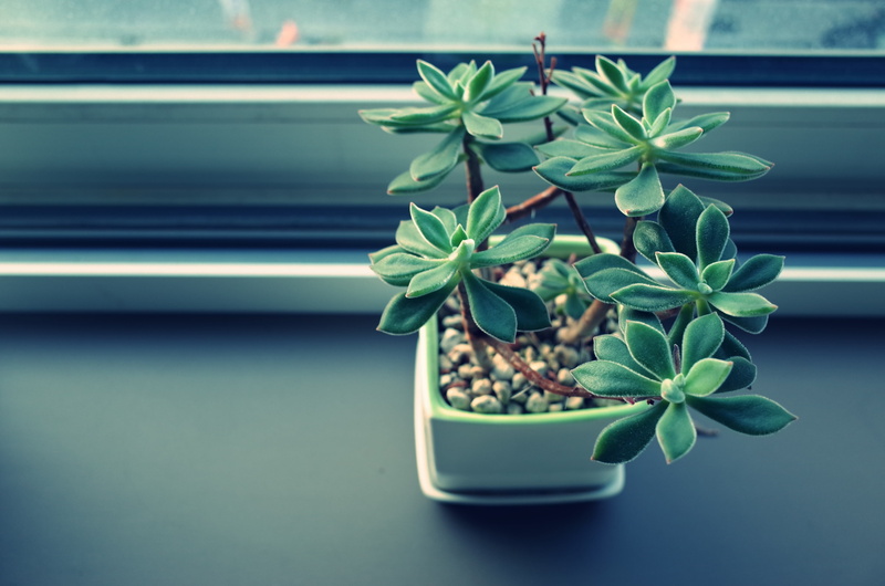 focus on foreground, 4K, flowerpot, window sill, day, no people, beauty in nature, flower, plant, window, leaf, indoors, small, nature, freshness, plant part